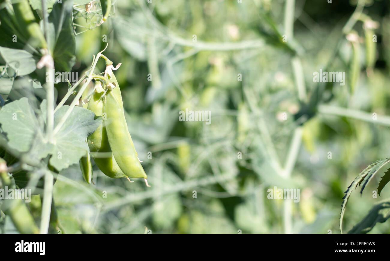 Verschwommenes Bild einer jungen Erbsenpflanze mit Hülsen. Zuckererbsen wachsen in einem Sommergarten, grüne Blätter, Zweige und Hülsen. Bio-Gartenarbeit. Grüne Erbsenpflanze im Garten. Natürlicher Hintergrund. Stockfoto