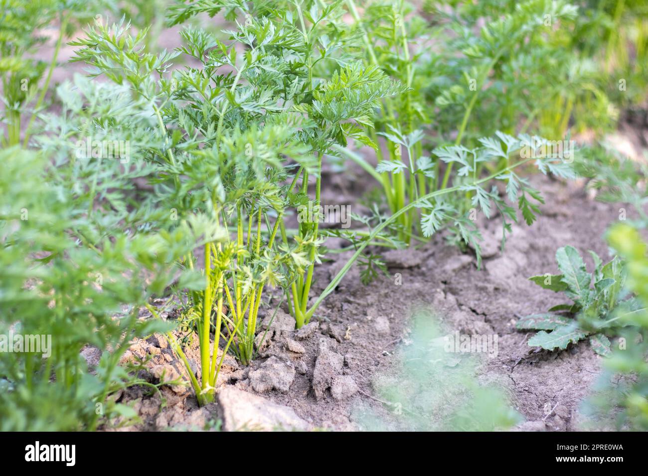 An einem Sommertag wachsen Karotten in den Beeten im Garten. Gemüsegrüner Garten. Karotten wachsen im Garten. Frisches biologisches Erzeugnis. Junge grüne Blätter einer wachsenden Karotte. Stockfoto