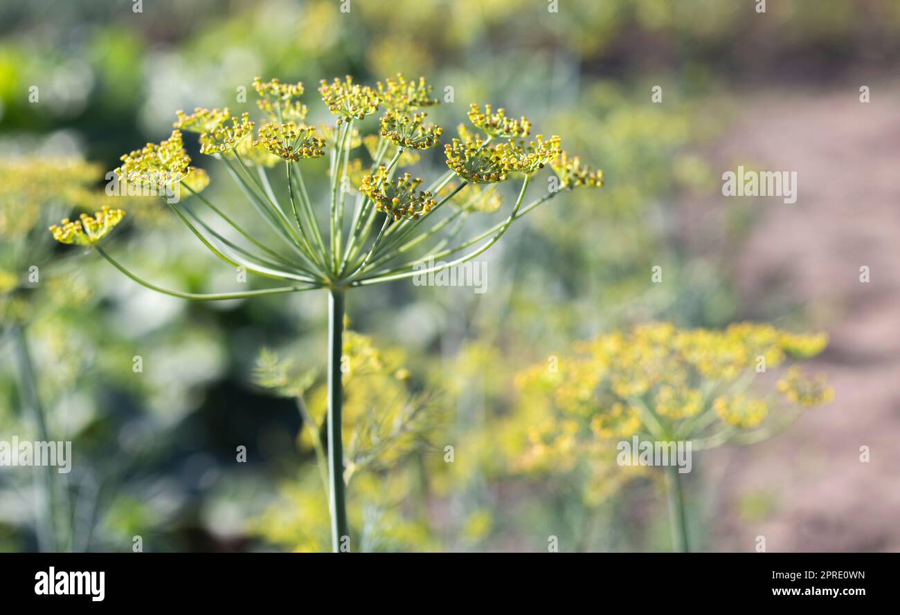 Hintergrund mit dill umbel Nahaufnahme. Gartenpflanze. Duftender Dill auf einem Bett im Garten. Dill wachsen lassen. Dill im Garten. Regenschirm aromatische eurasische Pflanze. Stockfoto