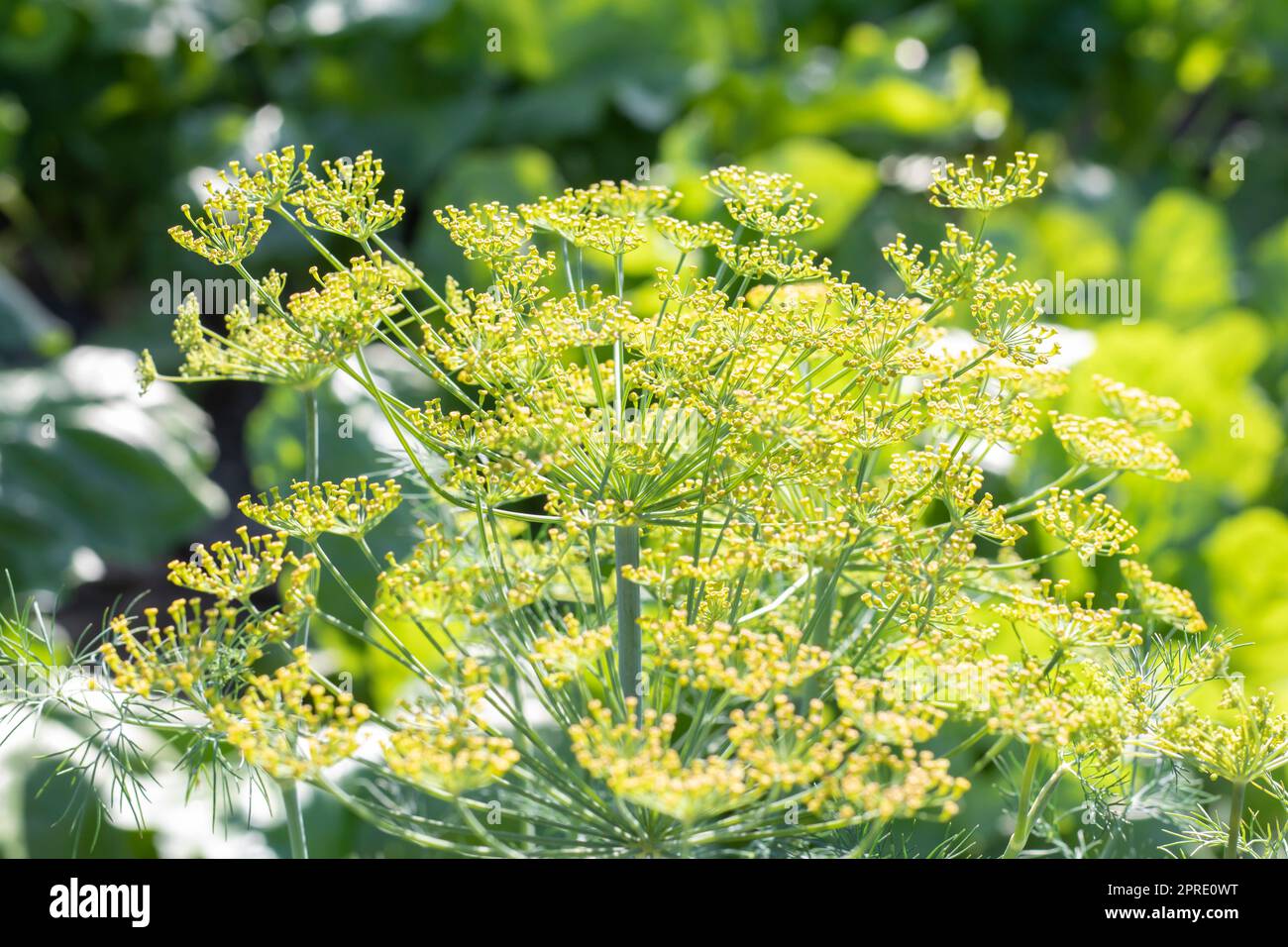 Hintergrund mit dill umbel Nahaufnahme. Gartenpflanze. Duftender Dill auf einem Bett im Garten. Dill wachsen lassen. Dill im Garten. Regenschirm aromatische eurasische Pflanze. Stockfoto