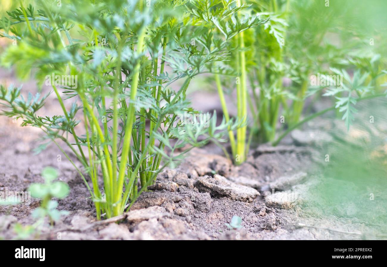 An einem Sommertag wachsen Karotten in den Beeten im Garten. Gemüsegrüner Garten. Karotten wachsen im Garten. Frisches biologisches Erzeugnis. Junge grüne Blätter einer wachsenden Karotte. Stockfoto