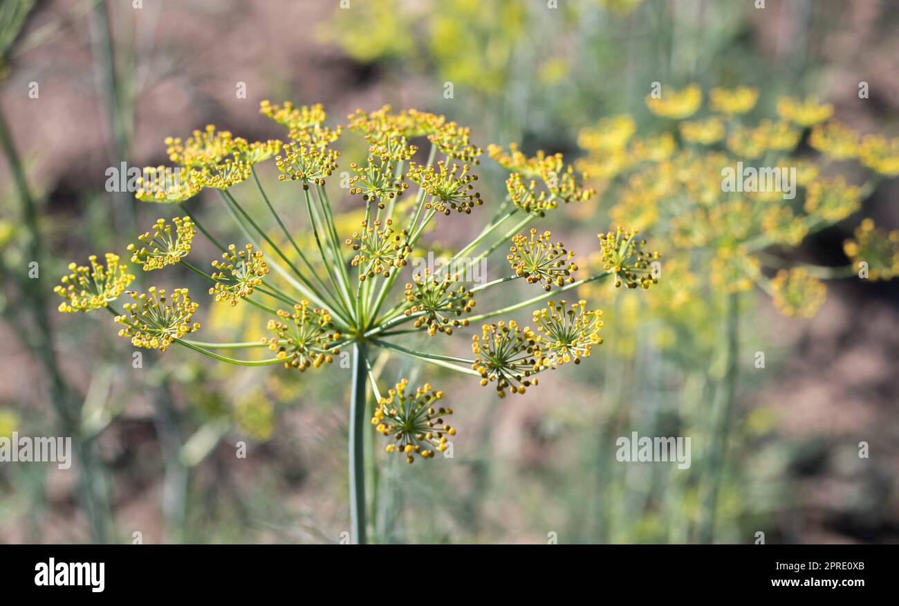 Hintergrund mit dill umbel Nahaufnahme. Gartenpflanze. Duftender Dill auf einem Bett im Garten. Dill wachsen lassen. Dill im Garten. Regenschirm aromatische eurasische Pflanze. Stockfoto