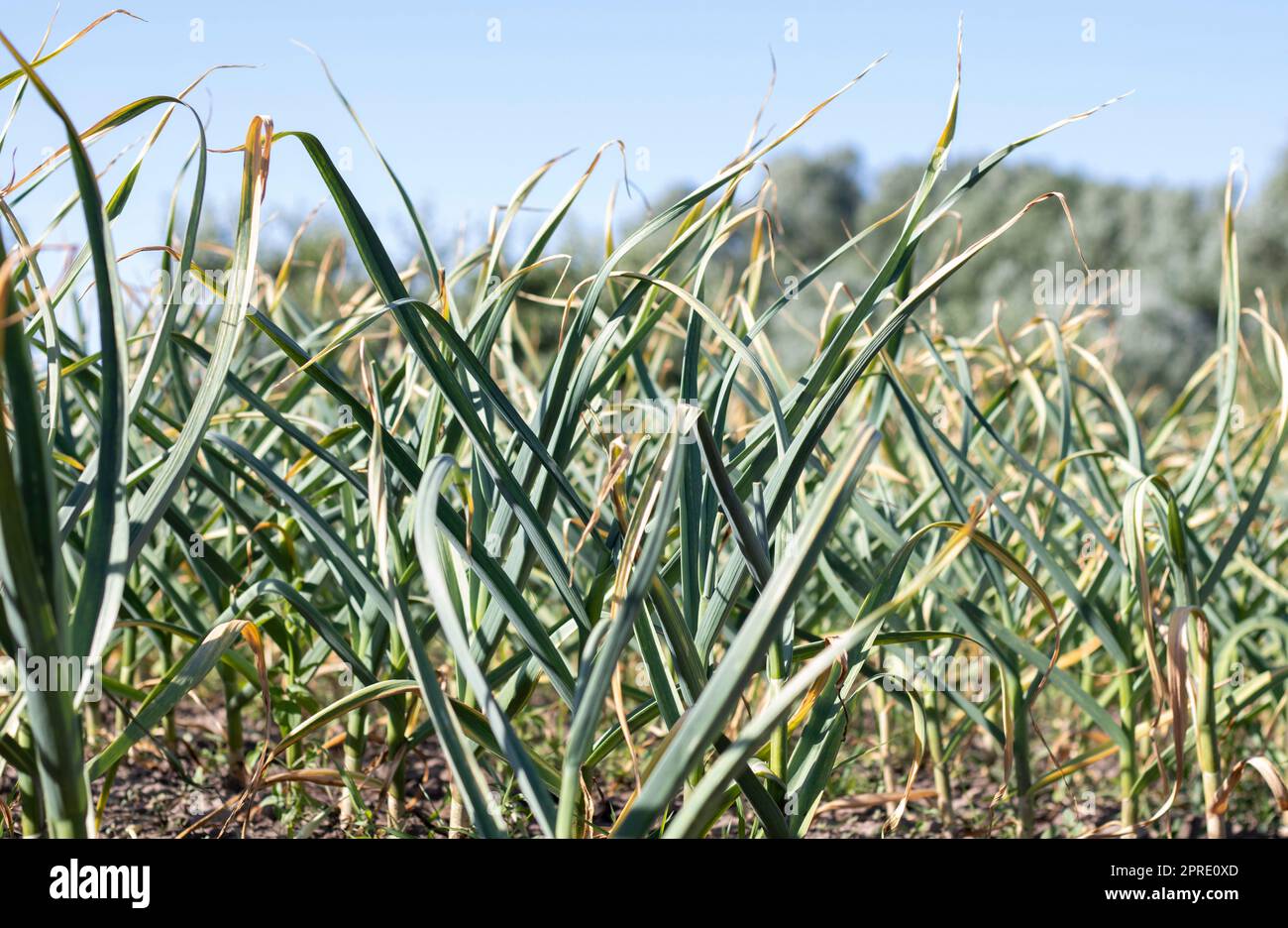 Knoblauchfeld in der Landschaft. Auf dem Land angebauter Bio-Knoblauch. Landwirtschaftliches Knoblauchfeld. Der Begriff des ökologischen Landbaus. Ein Knoblauchbett, loser schwarzer Boden im Garten. Stockfoto