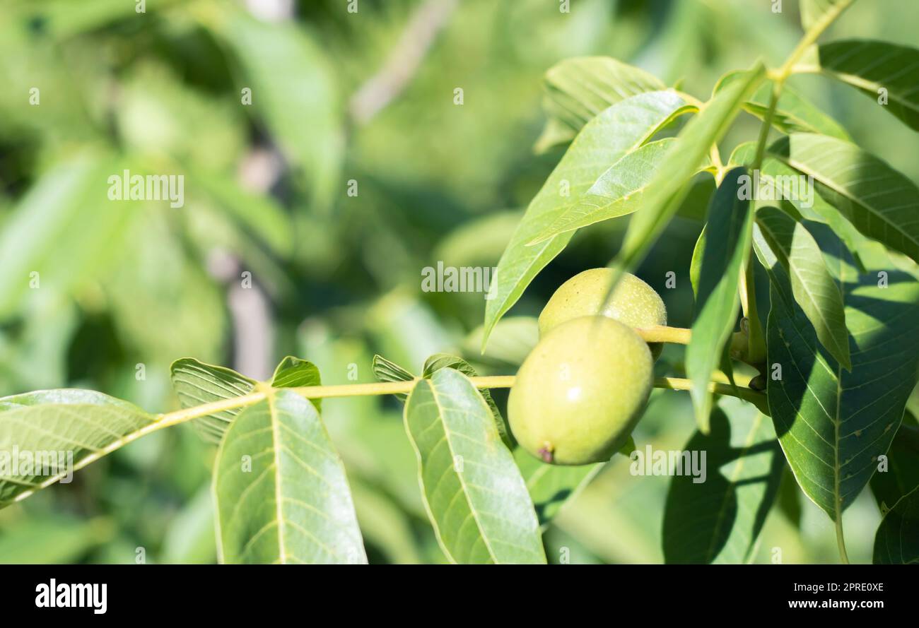 Grüne junge Walnüsse wachsen auf einem Baum. Nahaufnahme der Varietät Kocherzhenko. Der Nussbaum wächst und wartet auf die Ernte. Grün hinterlässt Hintergrund. Nussfrüchte auf einem Ast in den gelben Sonnenstrahlen. Stockfoto