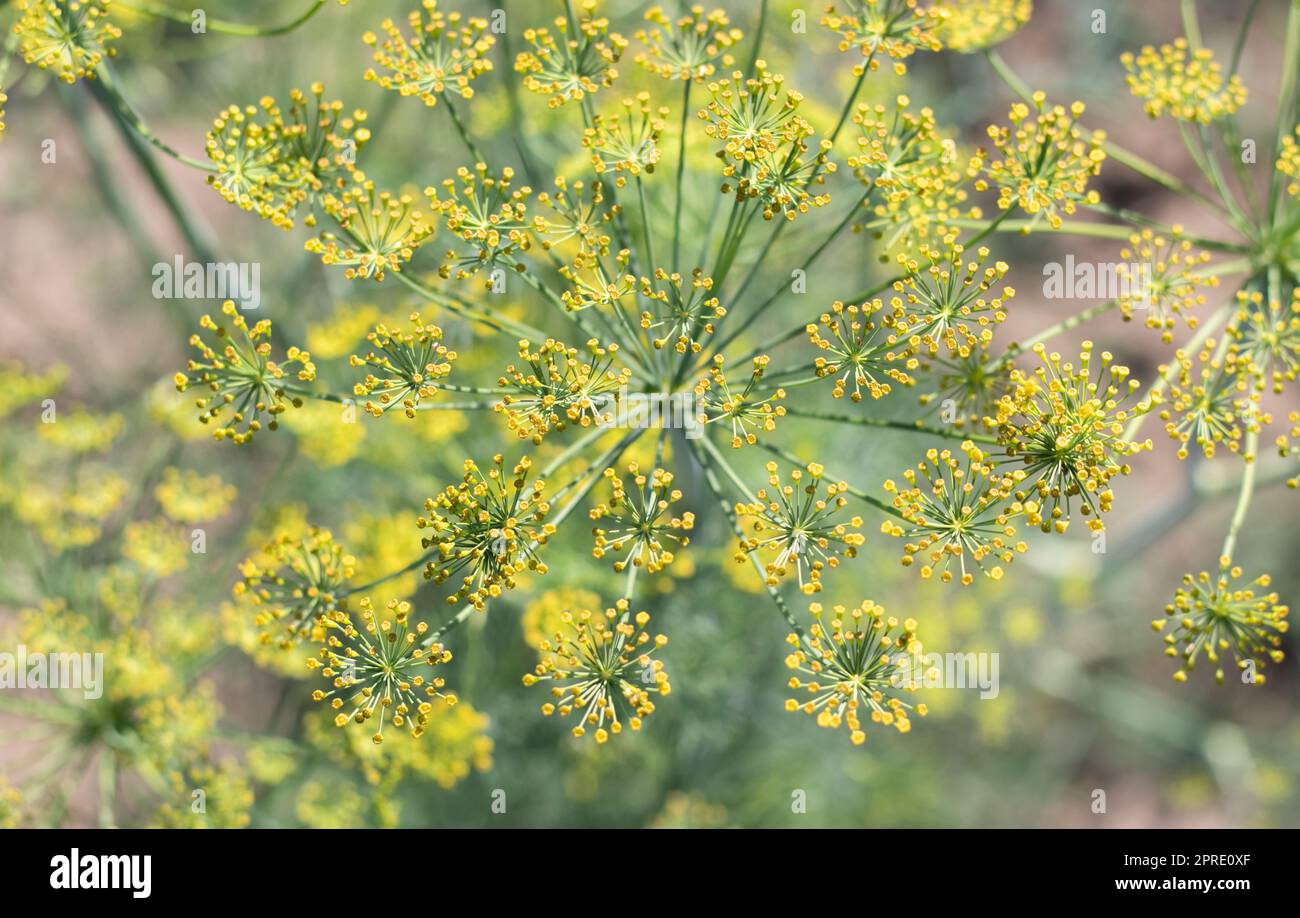 Hintergrund mit dill umbel Nahaufnahme. Gartenpflanze. Duftender Dill auf einem Bett im Garten. Dill wachsen lassen. Dill im Garten. Regenschirm aromatische eurasische Pflanze. Stockfoto
