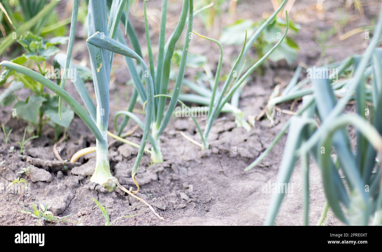 Zwiebeln werden auf dem Boden in Parzellen angebaut. Reihen auf dem Feld im landwirtschaftlichen Garten. Landschaft im Sommer. Zwiebelpflanzen wachsen auf dem Feld, Nahaufnahme. Zwiebelproduktionsfeld, Anbauverfahren. Stockfoto