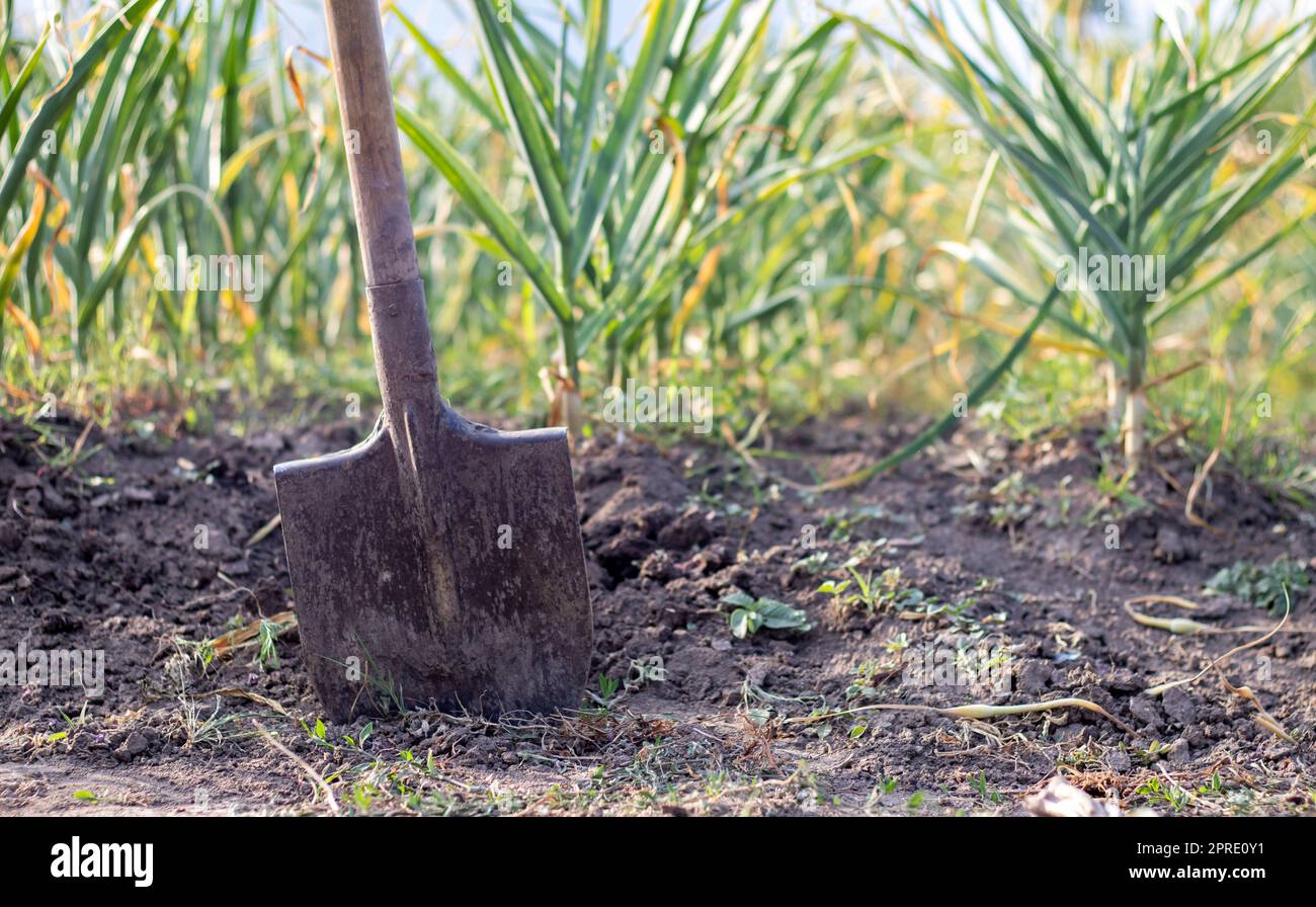 Knoblauchfeld in der Landschaft mit einer Schaufel. Auf dem Land angebauter Bio-Knoblauch. Landwirtschaftliches Knoblauchfeld. Der Begriff des ökologischen Landbaus. Ein Bett aus Knoblauch, loser schwarzer Erde. Stockfoto