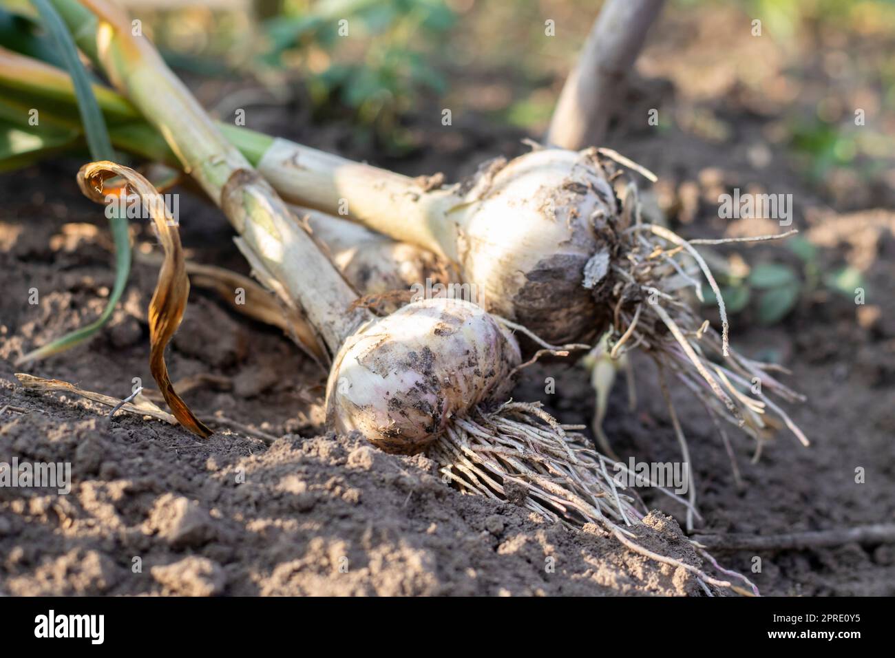 Junger Knoblauch mit Wurzeln auf Gartenboden. Sammlung von Lyubascha-Knoblauch im Garten. Landwirtschaftliches Knoblauchfeld. Frisch gepflücktes Gemüse, Konzept des ökologischen Landbaus. Organischer Knoblauch. Stockfoto