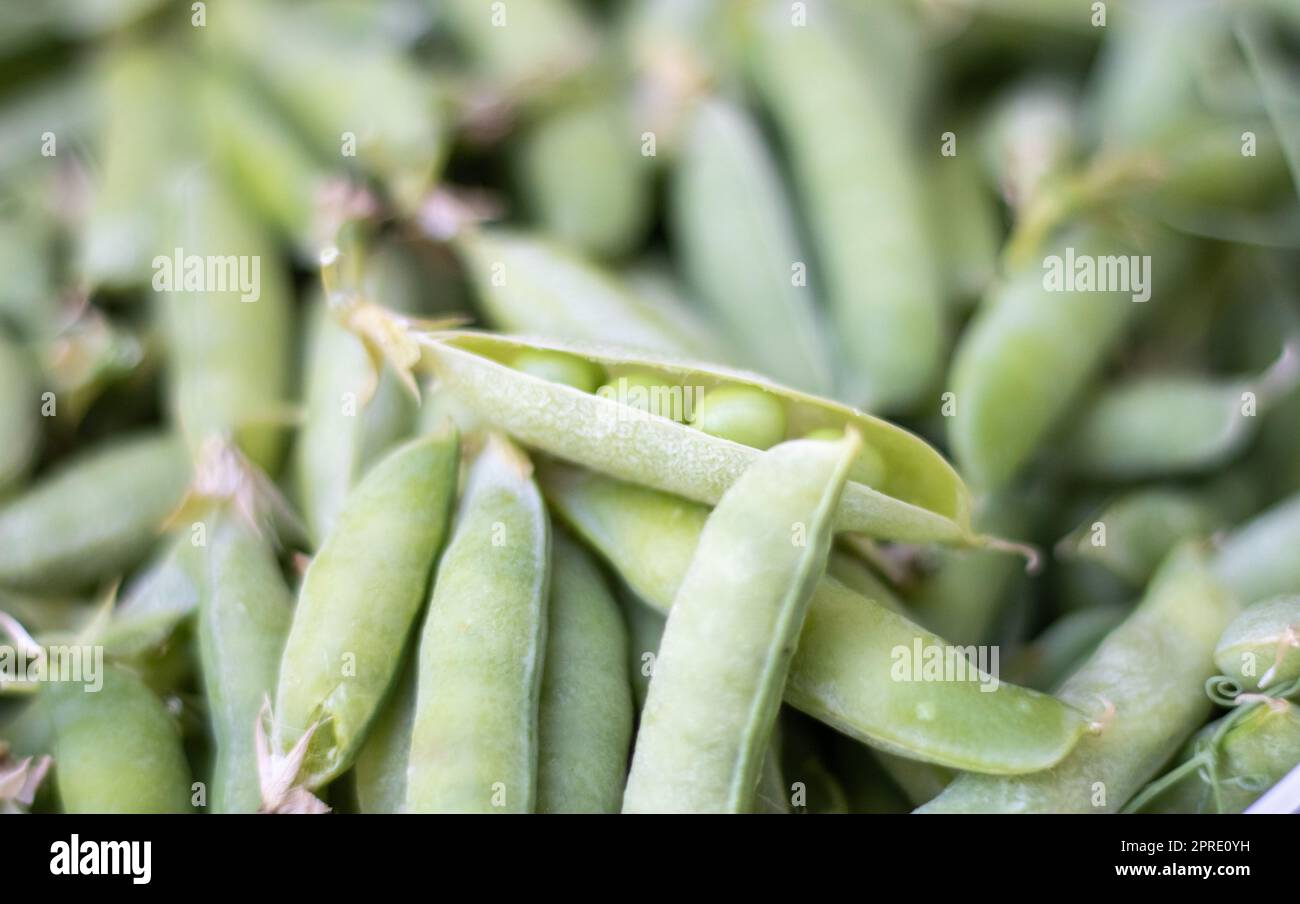 Viele grüne Erbsen. Ungeschälte junge grüne Erbsen aus der Nahaufnahme. Grüner Hintergrund. Gesunde und umweltfreundliche Lebensmittel. Vegetarische Gerichte. Gemüseernte. Schöne Nahaufnahme von frischen Erbsen und Erbsenschoten. Stockfoto