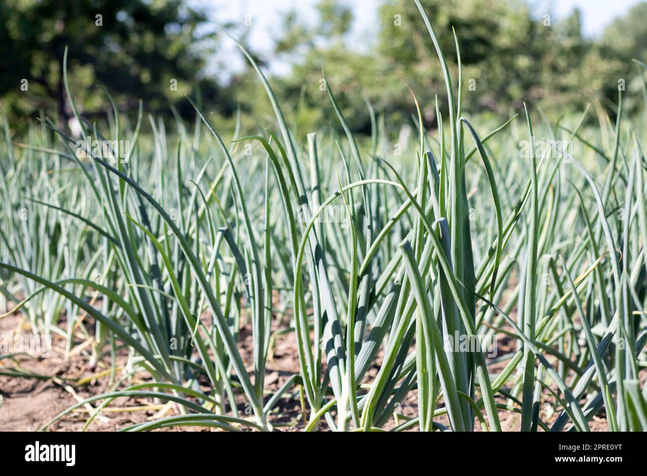Zwiebeln werden auf dem Boden in Parzellen angebaut. Reihen auf dem Feld im landwirtschaftlichen Garten. Landschaft im Sommer. Zwiebelpflanzen wachsen auf dem Feld, Nahaufnahme. Zwiebelproduktionsfeld, Anbauverfahren. Stockfoto