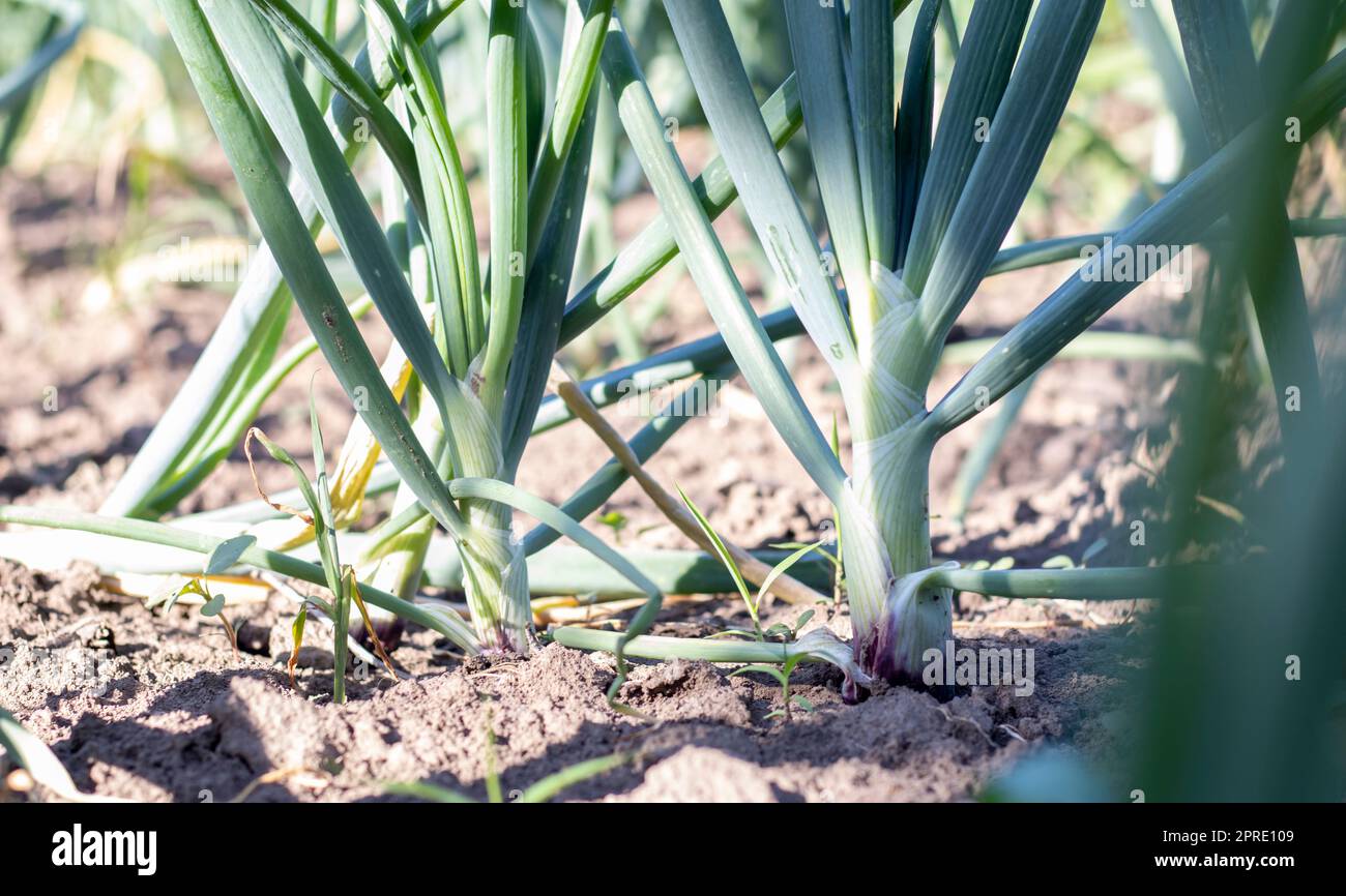 Blick auf ein Feld mit reifen grünen Zwiebeln. Zwiebelfeld. Zwiebelreife Pflanzen wachsen auf dem Feld, Nahaufnahme. Reifung der Feldzwiebeln im Frühjahr. Landschaftsbau. Grüne Zwiebeln im Garten anbauen. Stockfoto
