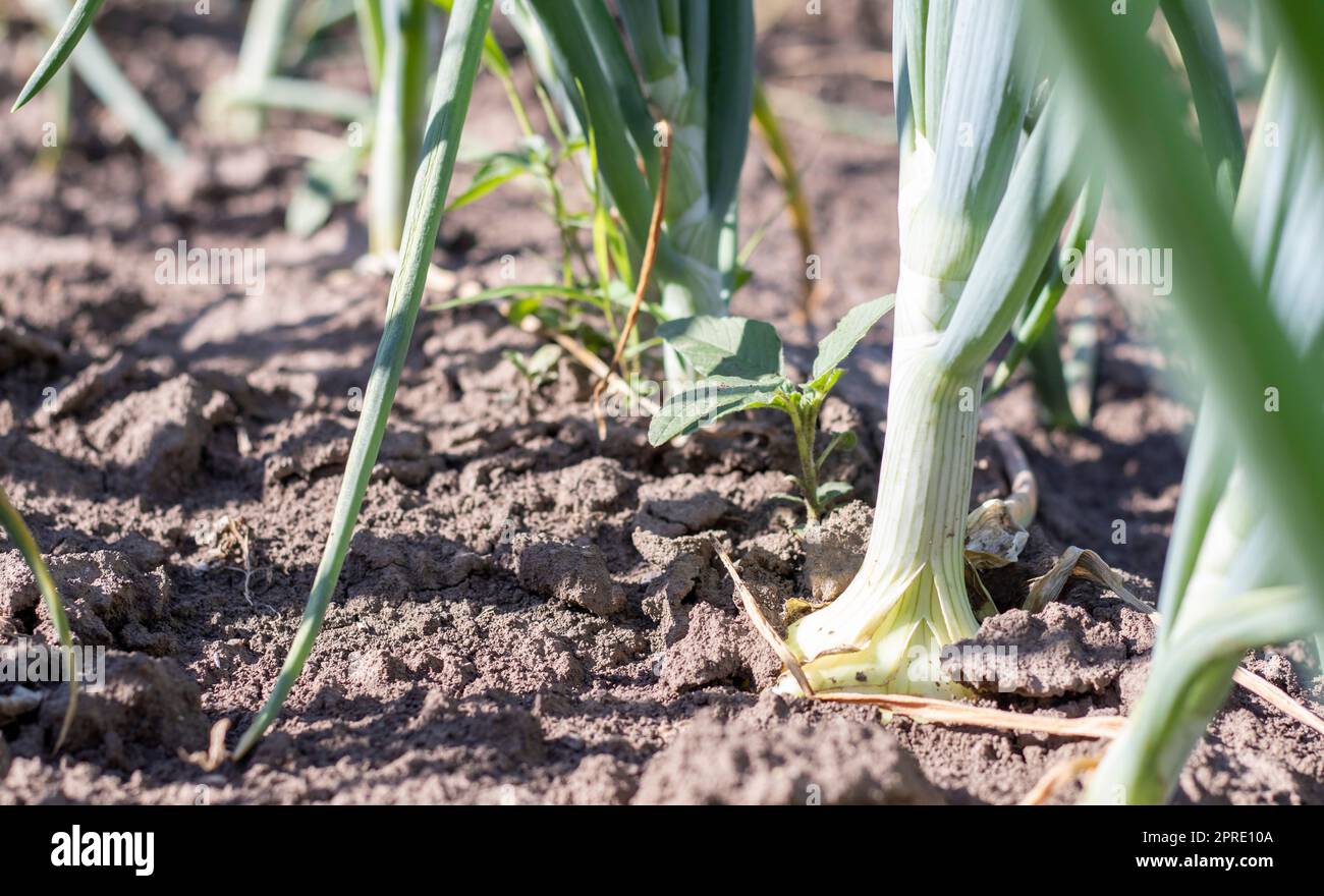 Blick auf ein Feld mit reifen grünen Zwiebeln. Zwiebelfeld. Zwiebelreife Pflanzen wachsen auf dem Feld, Nahaufnahme. Reifung der Feldzwiebeln im Frühjahr. Landschaftsbau. Grüne Zwiebeln im Garten anbauen. Stockfoto