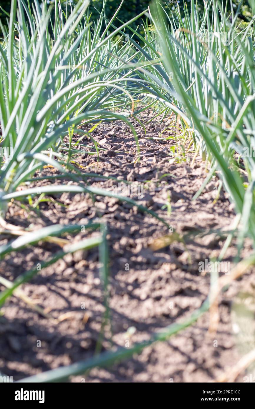 Blick auf ein Feld mit reifen grünen Zwiebeln. Zwiebelfeld. Zwiebel reife Pflanzen wachsen auf dem Feld, Nahaufnahme. Feldzwiebeln reifen im Frühjahr. Landwirtschafttur Stockfoto