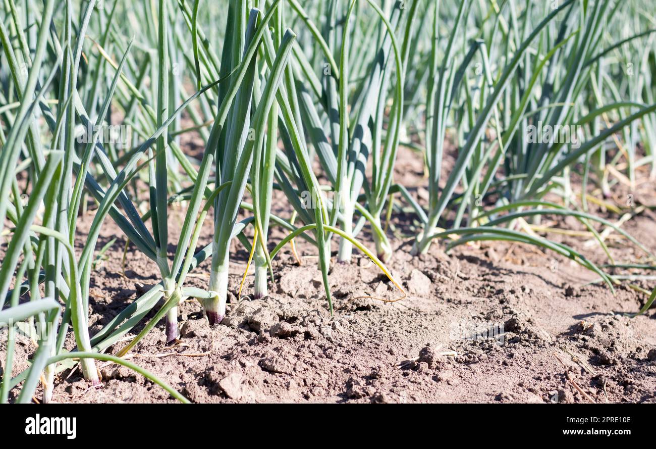 Blick auf ein Feld mit reifen grünen Zwiebeln. Zwiebelfeld. Zwiebelreife Pflanzen wachsen auf dem Feld, Nahaufnahme. Reifung der Feldzwiebeln im Frühjahr. Landschaftsbau. Grüne Zwiebeln im Garten anbauen. Stockfoto