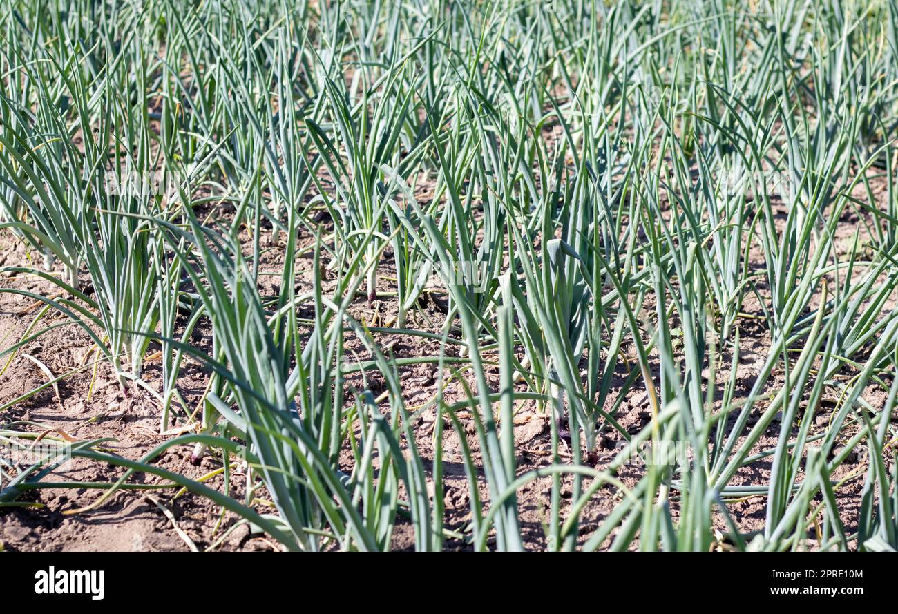 Blick auf ein Feld mit reifen grünen Zwiebeln. Zwiebelfeld. Zwiebelreife Pflanzen wachsen auf dem Feld, Nahaufnahme. Reifung der Feldzwiebeln im Frühjahr. Landschaftsbau. Grüne Zwiebeln im Garten anbauen. Stockfoto