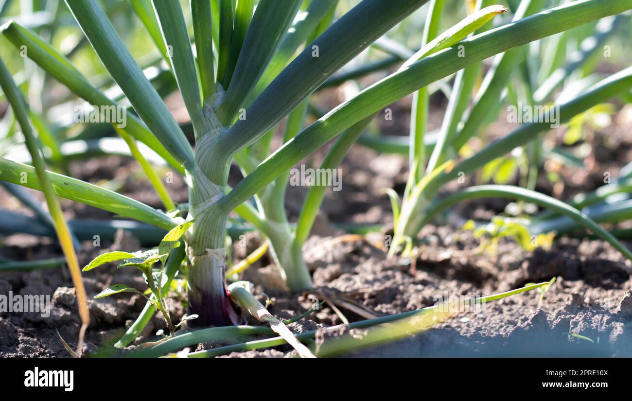 Blick auf ein Feld mit reifen grünen Zwiebeln. Zwiebelfeld. Zwiebelreife Pflanzen wachsen auf dem Feld, Nahaufnahme. Reifung der Feldzwiebeln im Frühjahr. Landschaftsbau. Grüne Zwiebeln im Garten anbauen. Stockfoto