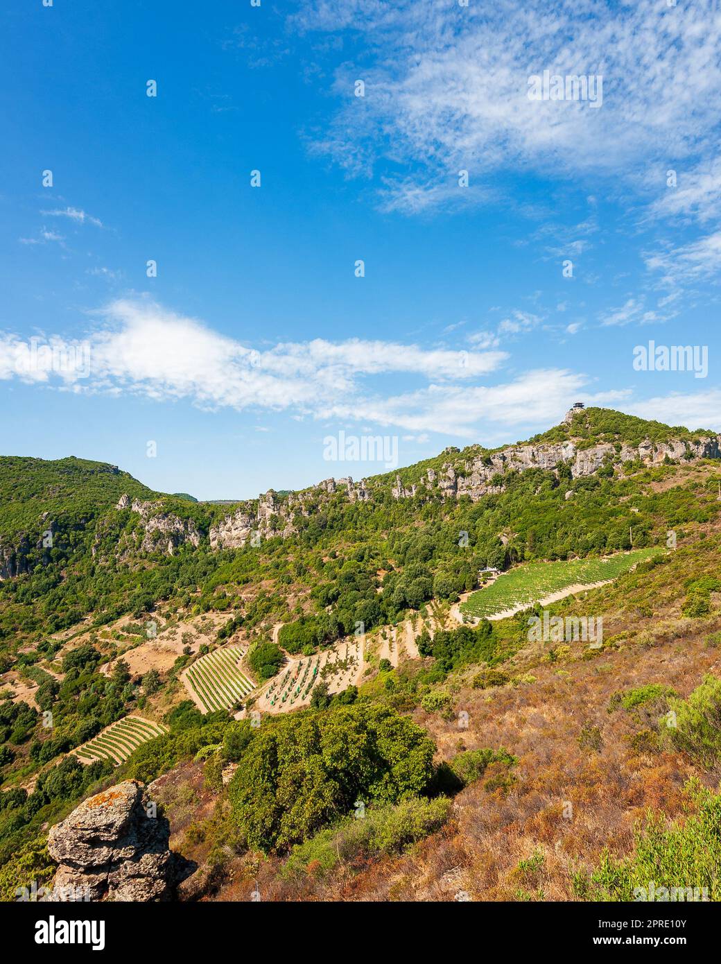 Berglandschaft mit dem Anbau von Weinbergen für die Produktion von Wein, Sardinien, Italien. Traditionelle Landwirtschaft. Vertikales Video. Stockfoto