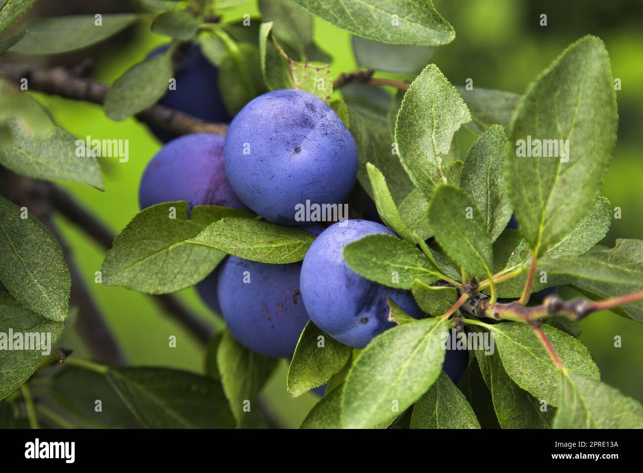 Frische Pflaumen Früchte in Bio-Obstgärten natürliche süße Nahrung Stockfoto