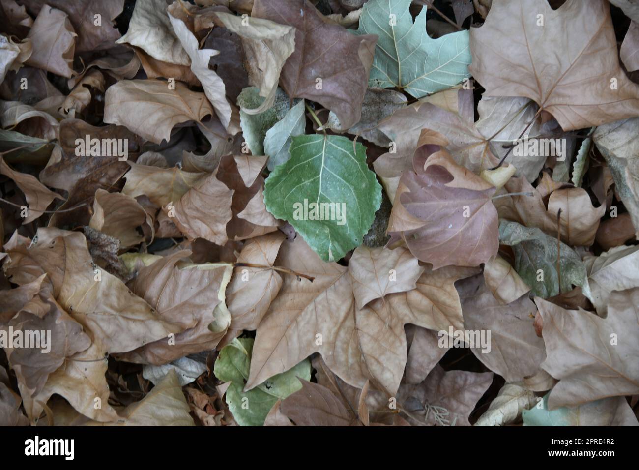 Herbstlaub auf dem Weg in der Provinz Alicante, Costa Blanca, Spanien Stockfoto