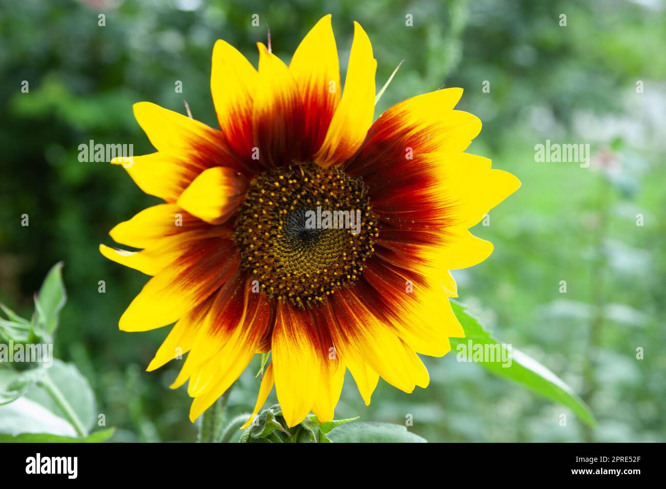 Sommer Hintergrund: Eine blühende Sonnenblume auf einem verschwommenen grünen Hintergrund, selektiver Fokus Stockfoto