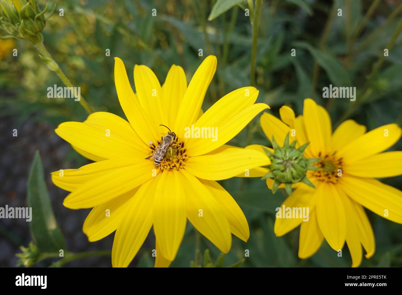 Jährliche Gelbbindige Furchenbiene (Halictus scabiosae) auf der Blüten einer Topinambur (Helianthus tuberosus) Stockfoto