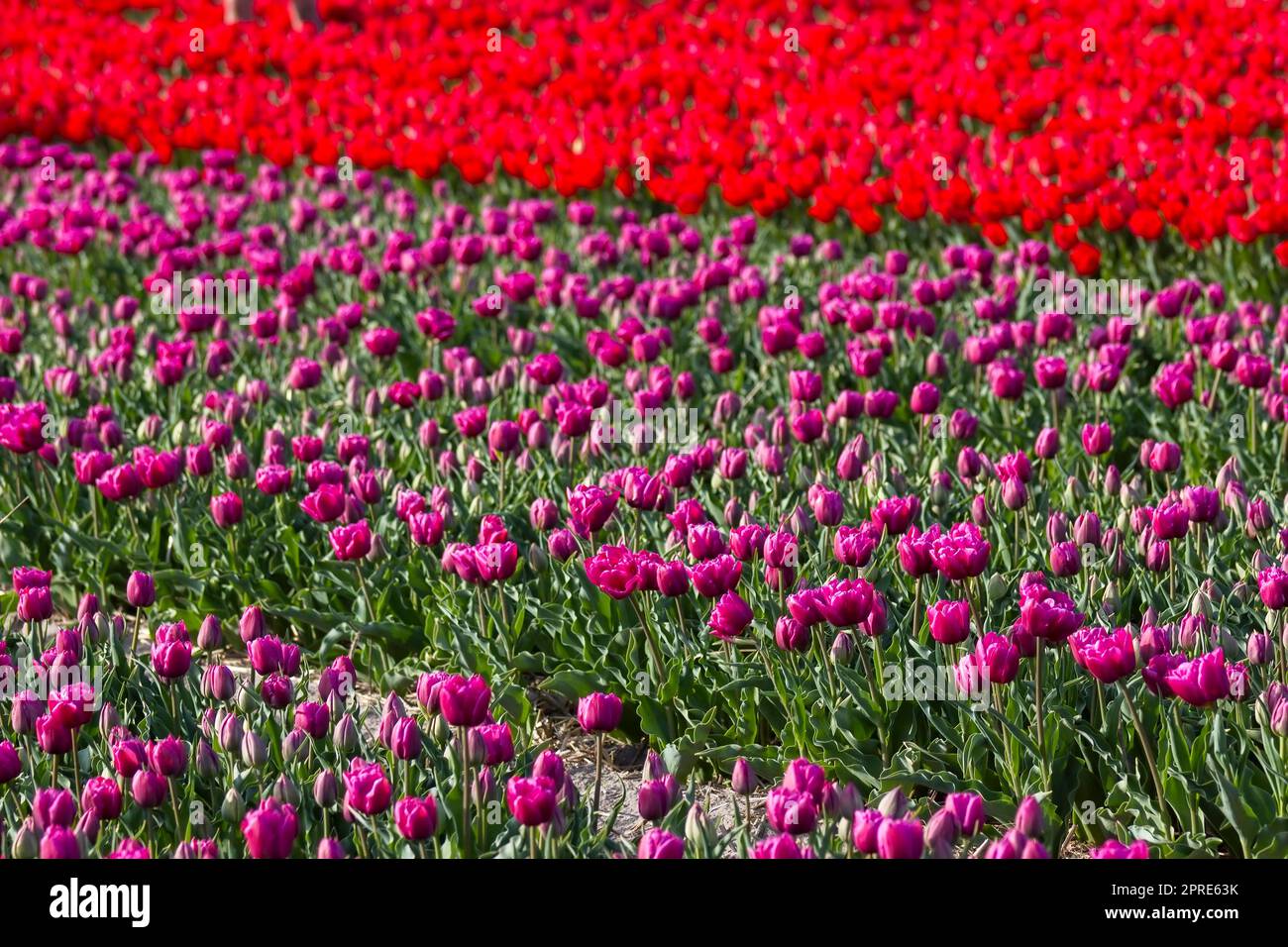 tulpenfeld in den Niederlanden - rosa und rote Tulpen Stockfoto