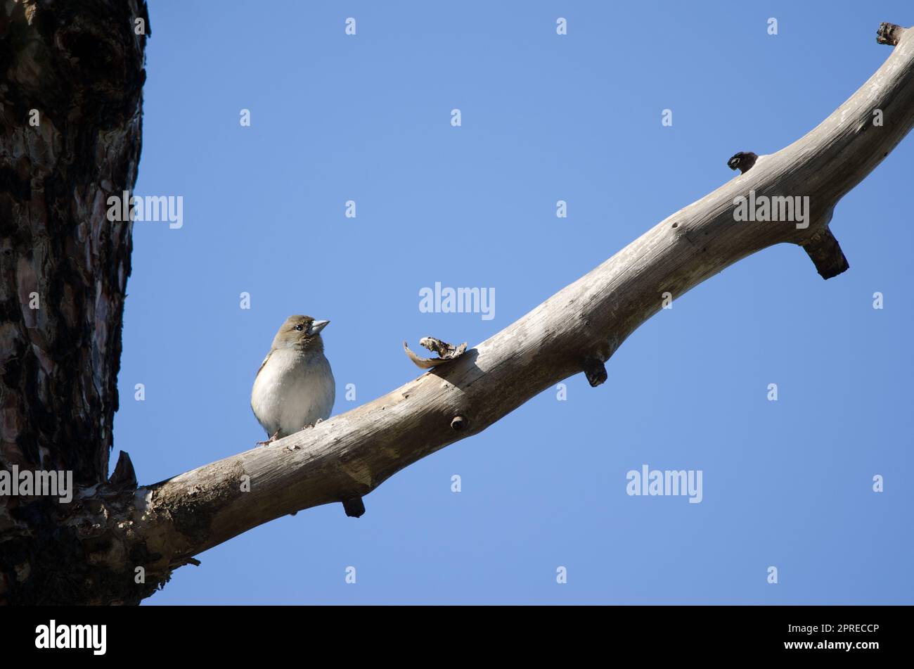 Gran Canaria blauer Buchfink Fringilla polatzeki. Zweites Jahr männlich. Integral Natural Reserve von Inagua. Tejeda. Gran Canaria. Kanarische Inseln. Spanien. Stockfoto