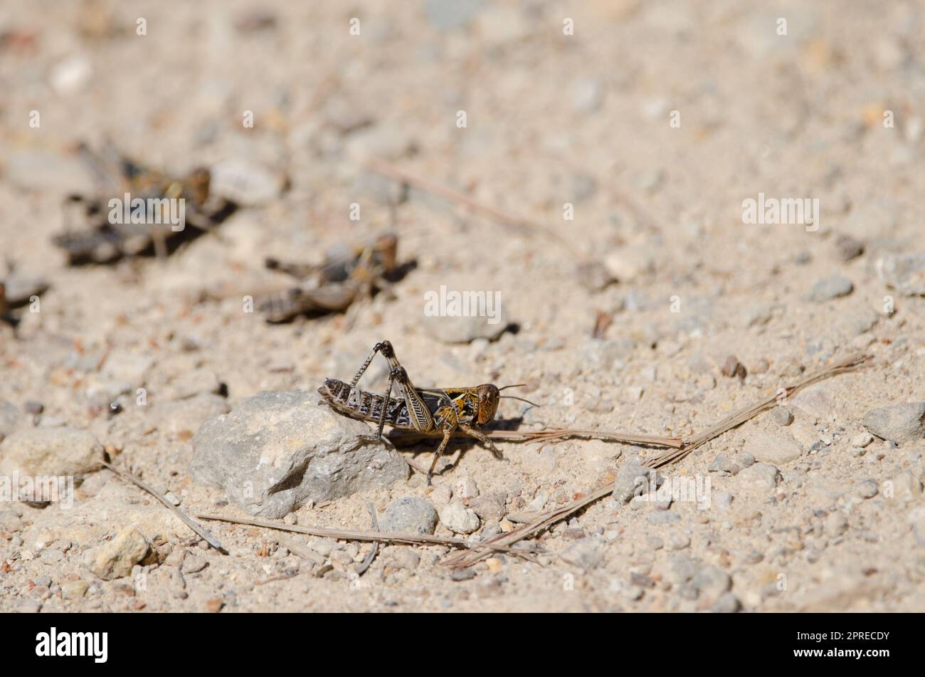 Nymphe der marokkanischen Heuschrecke Dociostaurus maroccanus. Cruz de