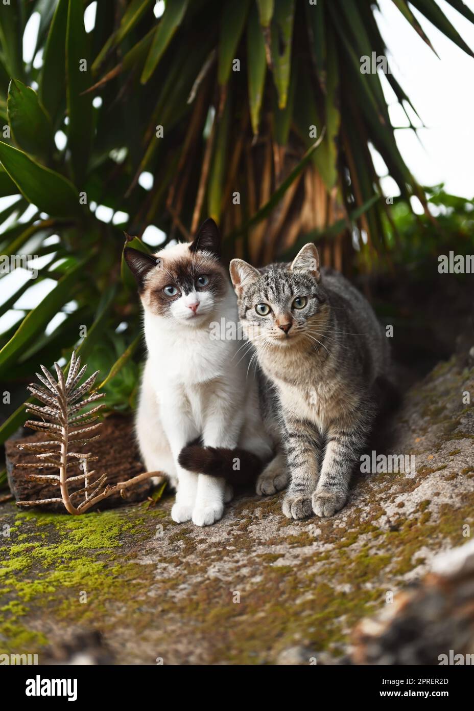 Zwei obdachlose neugierige Katzen im tropischen Garten. La Palma, Kanarische Insel, Spanien. Stockfoto