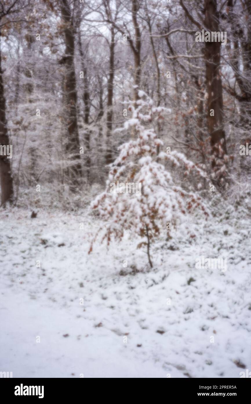 Pinhole Photography Woodland Series. Neu, altersbeständig, digitales Zeitalter, ohne Objektiv, herausragend, Hochauflösendes Nadellochbild einer schneebedeckten Landschaft Stockfoto