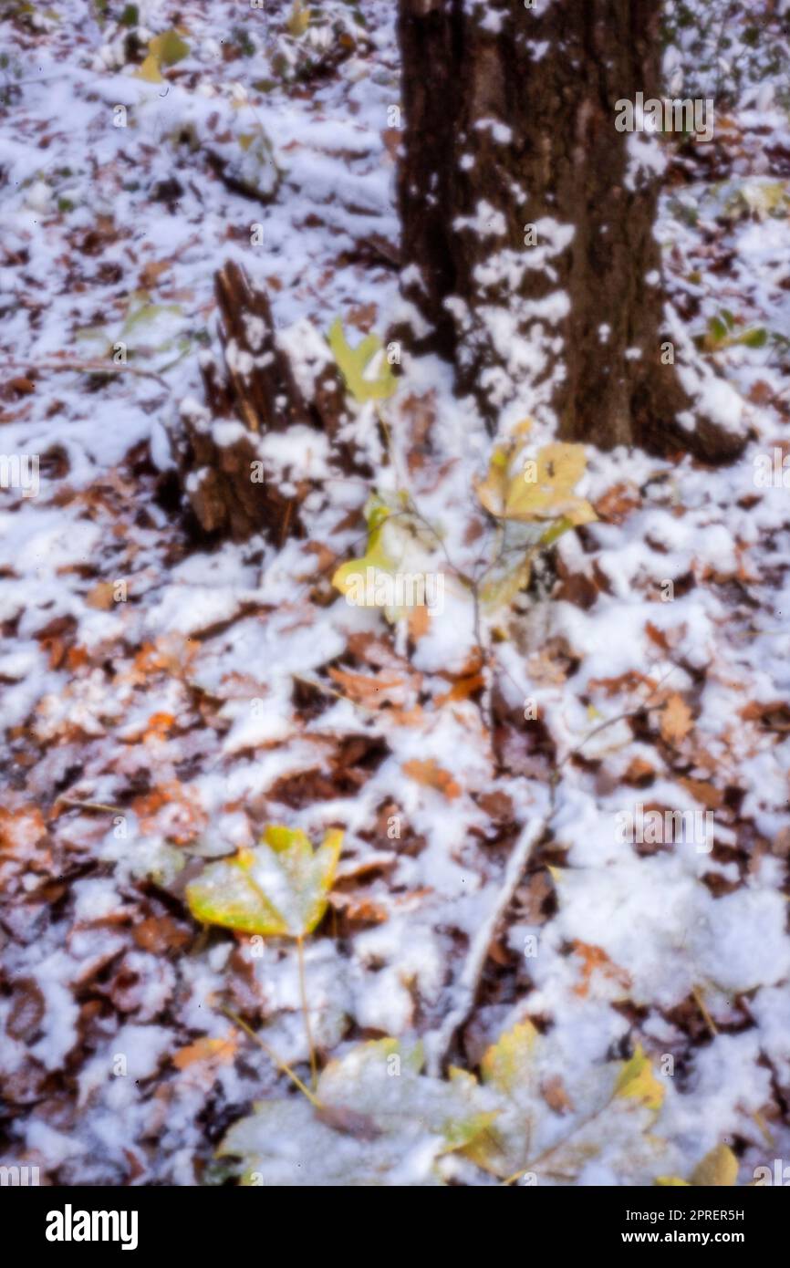Pinhole Photography Woodland Series. Neu, altersbeständig, digitales Zeitalter, ohne Objektiv, herausragend, Hochauflösendes Nadellochbild einer schneebedeckten Landschaft Stockfoto