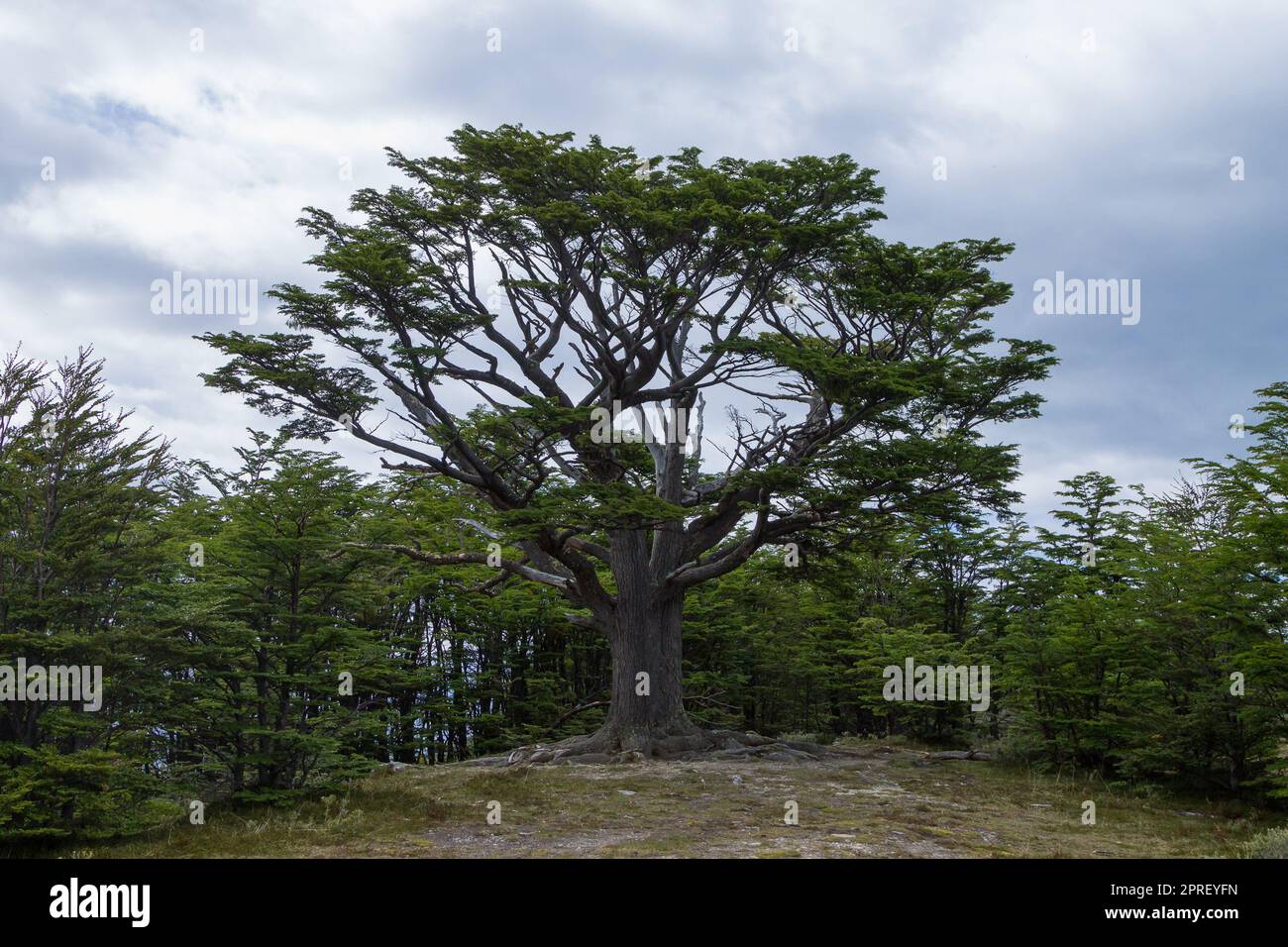 Isolierter Baum aus dem Nationalpark Tierra Del Fuego, Argentinien Stockfoto
