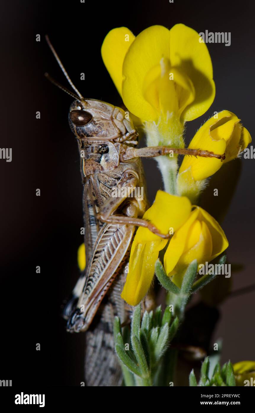 Marokkanische Heuschrecke Dociostaurus maroccanus auf Blüten des kanarischen Plattbeins Adenocarpus foliolosus. Inagua. Gran Canaria. Kanarische Inseln. Spanien. Stockfoto