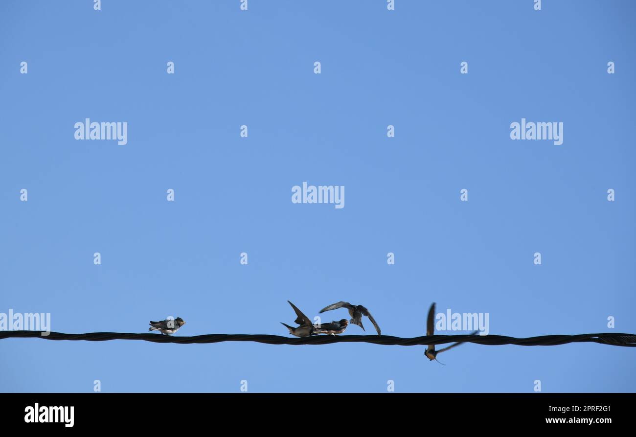 Schwalbenschule: Insekten im Flug schnappen und dann an die jungen Schwalben verfüttern, Provinz Alicante, Costa Blanca, Spanien Stockfoto