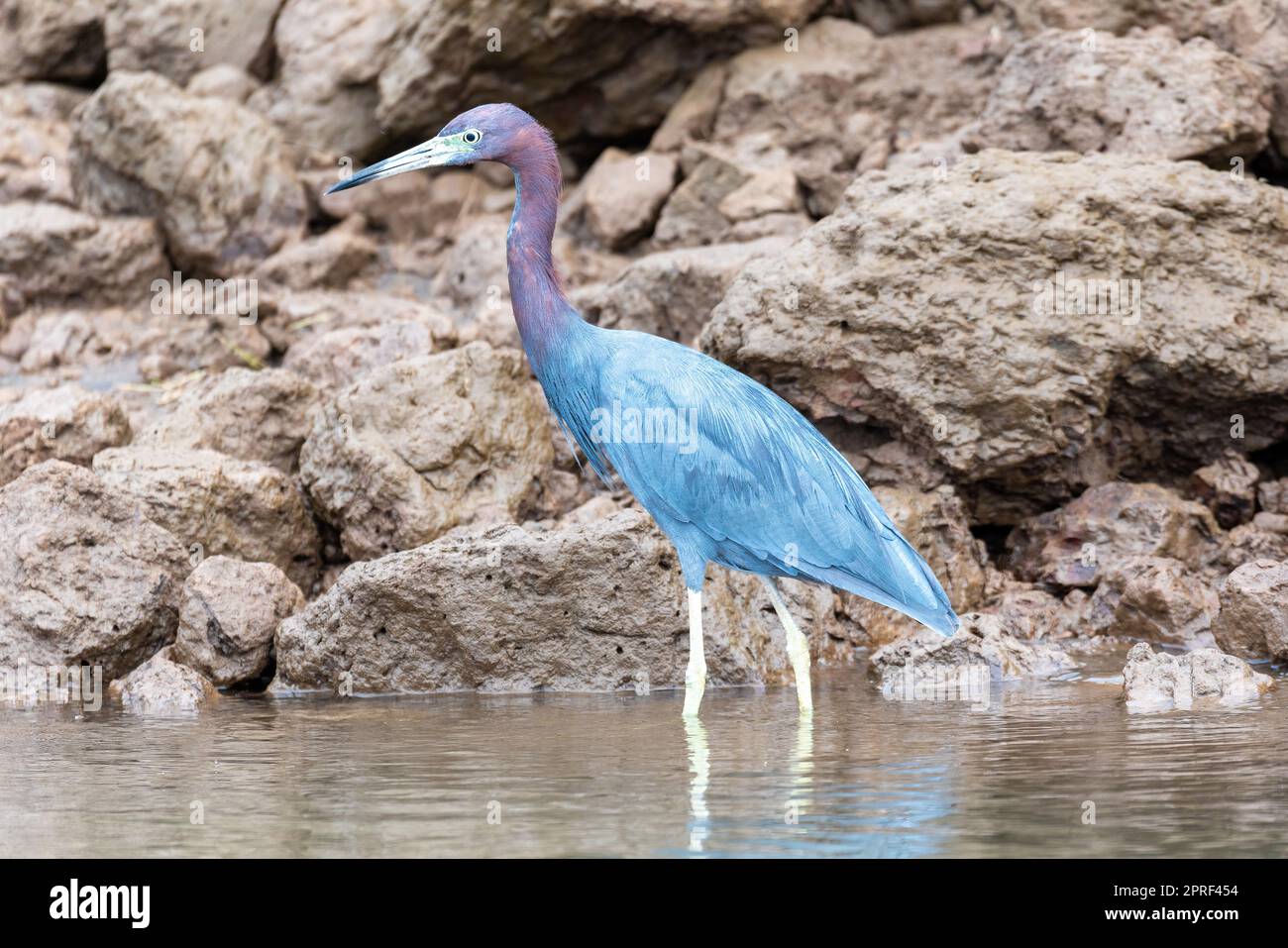 Kleiner Blaureiher, Egretta caerulea, Fluss Tarcoles, Costa Rica Stockfoto