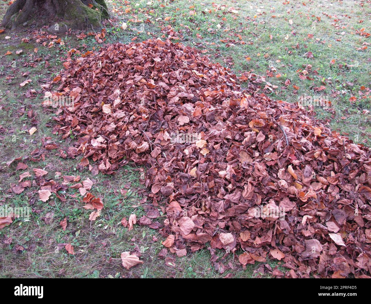 Blätter im Garten harken, einen großen Stapel Blätter unter einem Baum Stockfoto