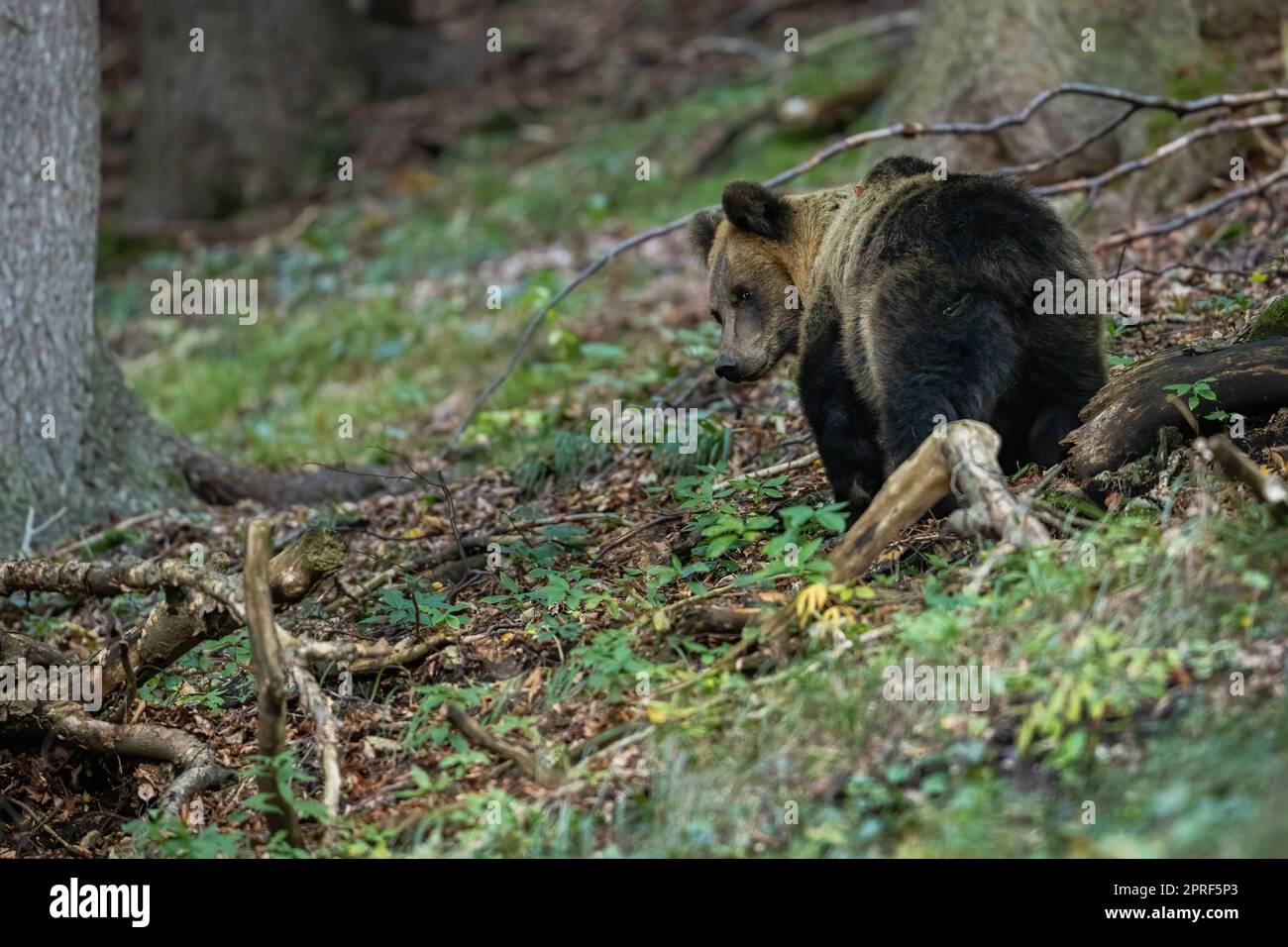 Verängstigte Braunbär, der weggeht und im Wald zurückblickt. Stockfoto Verängstigte Braunbär, der weggeht und im Wald zurückblickt. Stockfoto