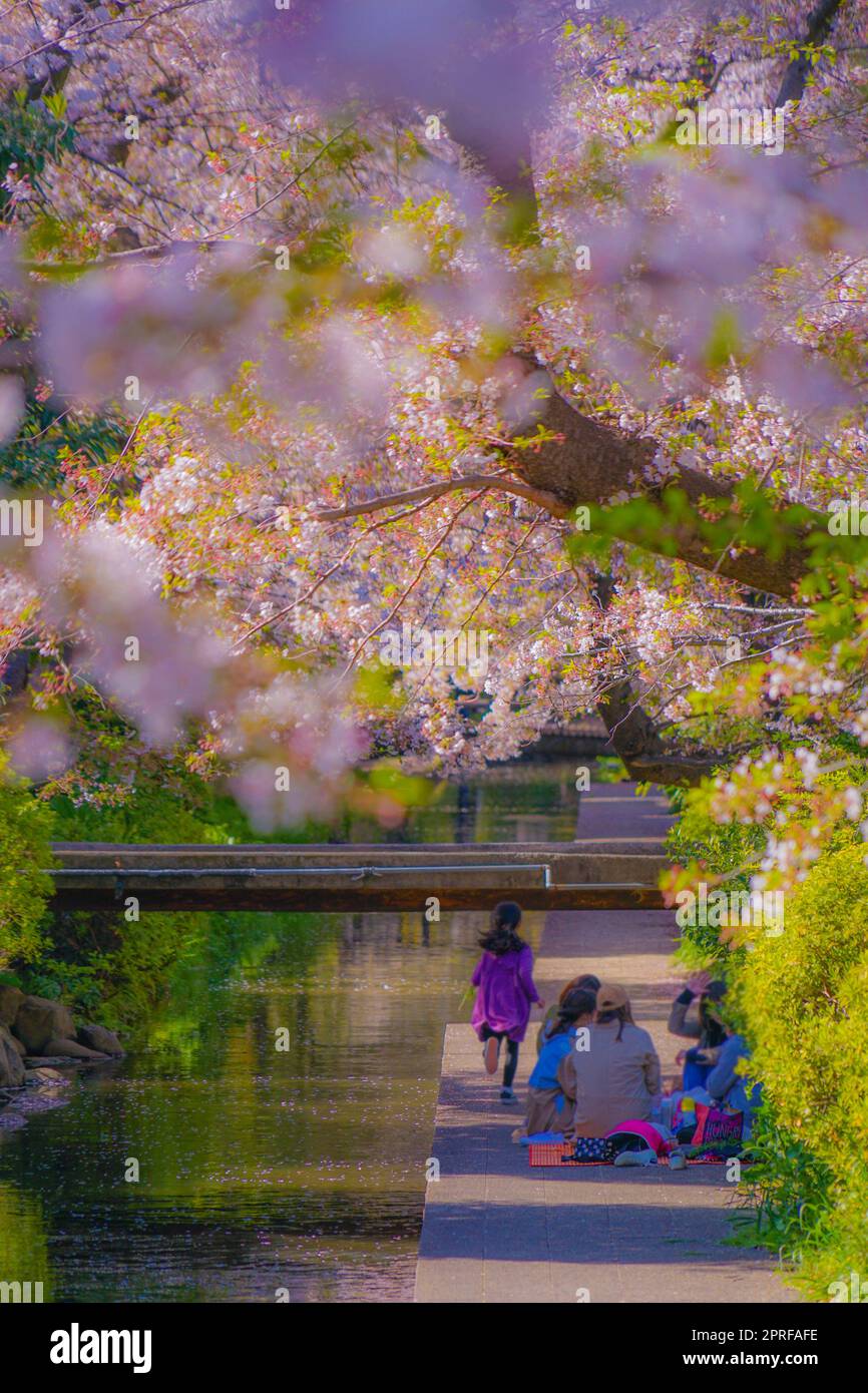 Kirschblüten im Wasser für Nikago (Shukugawara). Drehort: Kawasaki City, Präfektur Kanagawa Stockfoto