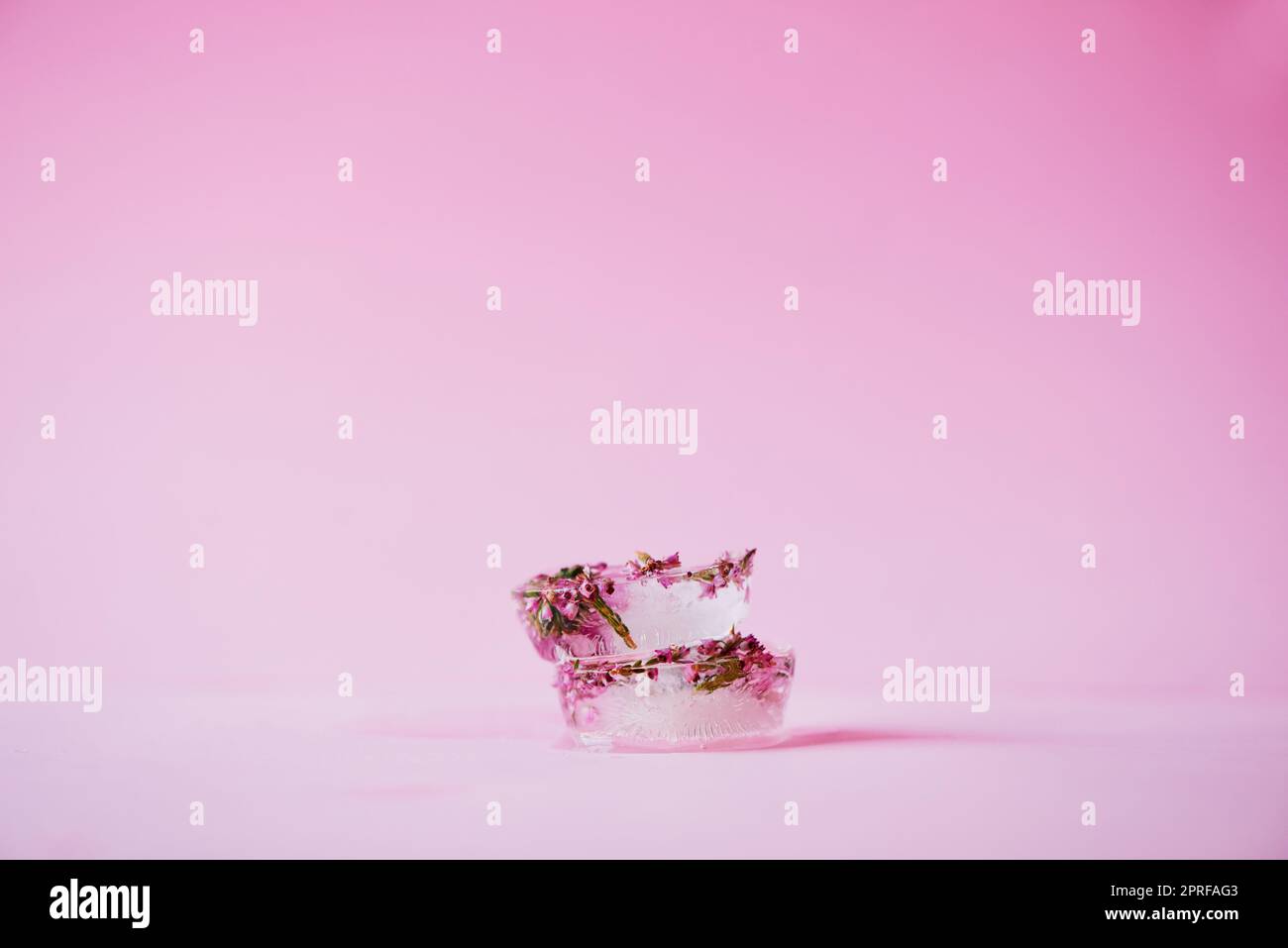 Finden Sie Schönheit in den kleinen Dingen. Studioaufnahme von Blumen, die vor einem rosa Hintergrund in Eisblöcken gefroren wurden. Stockfoto