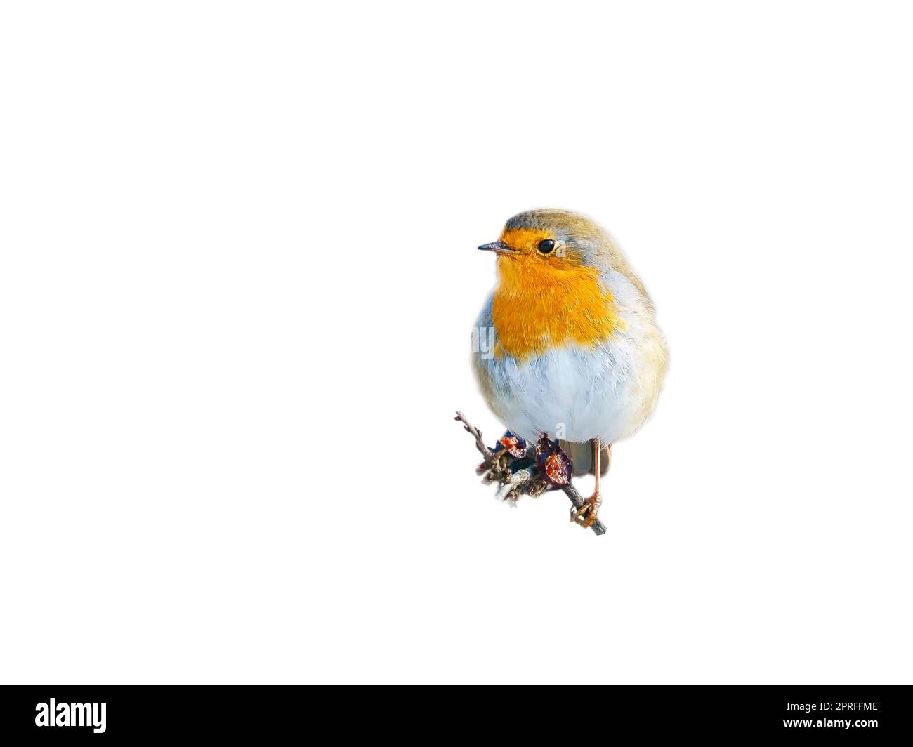 robin isoliert, zur Bearbeitung zugeschnitten. Songbird mit rot-weiß-orangefarbenem Gefieder. Vogel aus der Natur Stockfoto