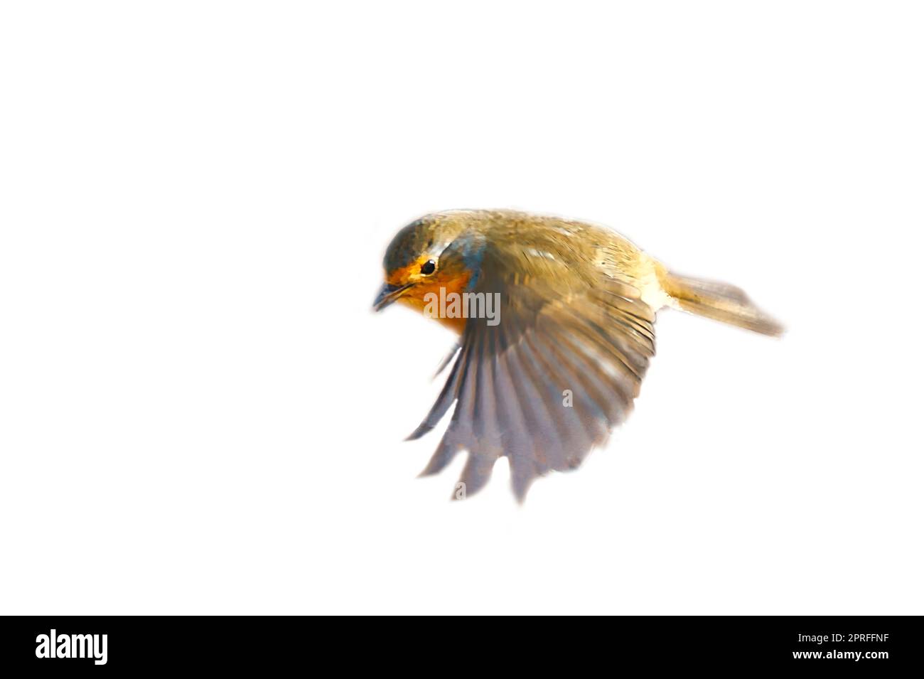 robin in der Flucht, isoliert, für die Bearbeitung zugeschnitten. Songbird mit rot-weiß-orangefarbenem Gefieder. Vogel aus der Natur Stockfoto