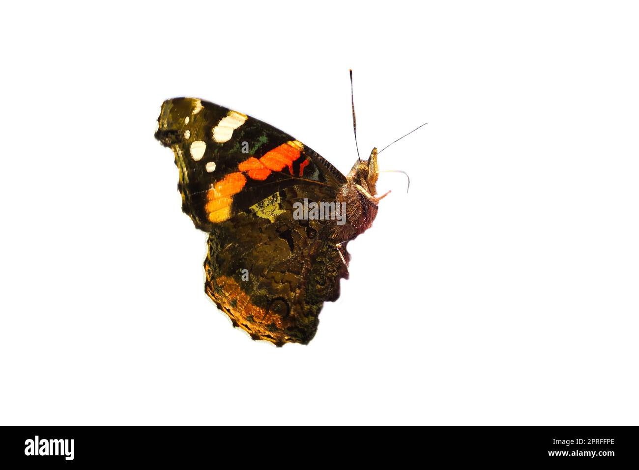 Admiral Butterfly für die weitere Verarbeitung zum Komponieren gekürzt. Farbenfrohes, zartes Insekt aus der Natur. Tierfoto Stockfoto