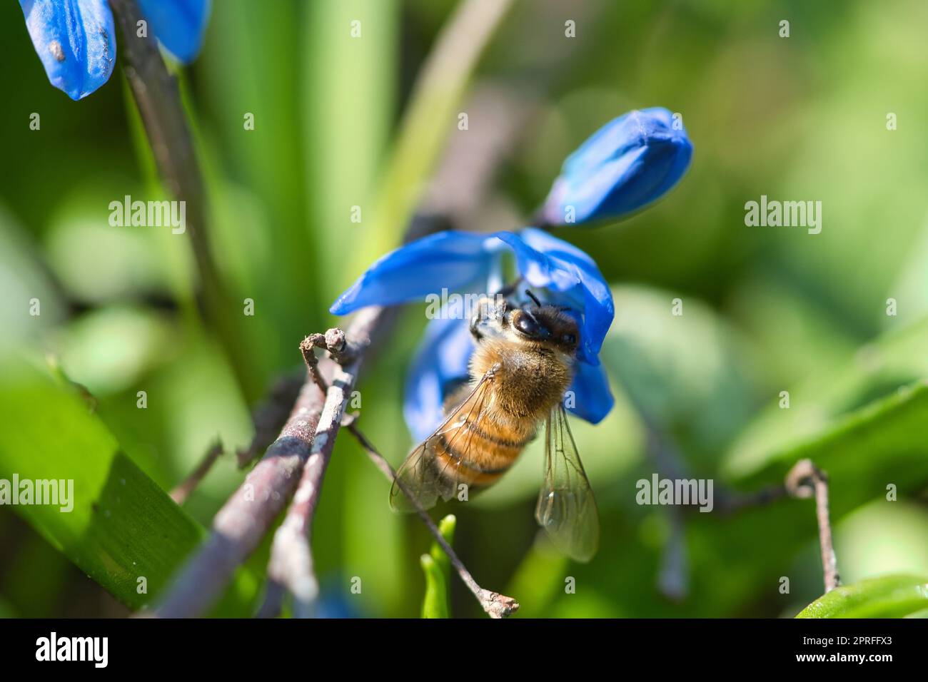 Honigbiene, die Nektar auf einer blauen Blume sammelt. Belebte Insekten aus der Natur. Bienenhonig. Stockfoto
