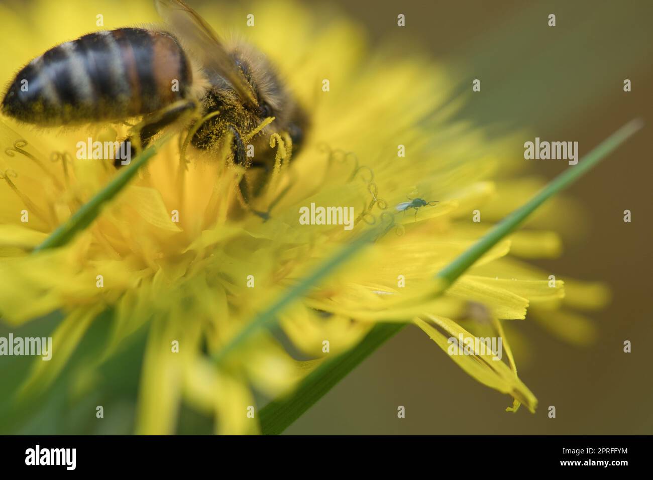 Honigbiene, die Nektar auf einer gelben Blume Löwenzahn sammelt. Geschäftige Insekten in der Natur Stockfoto
