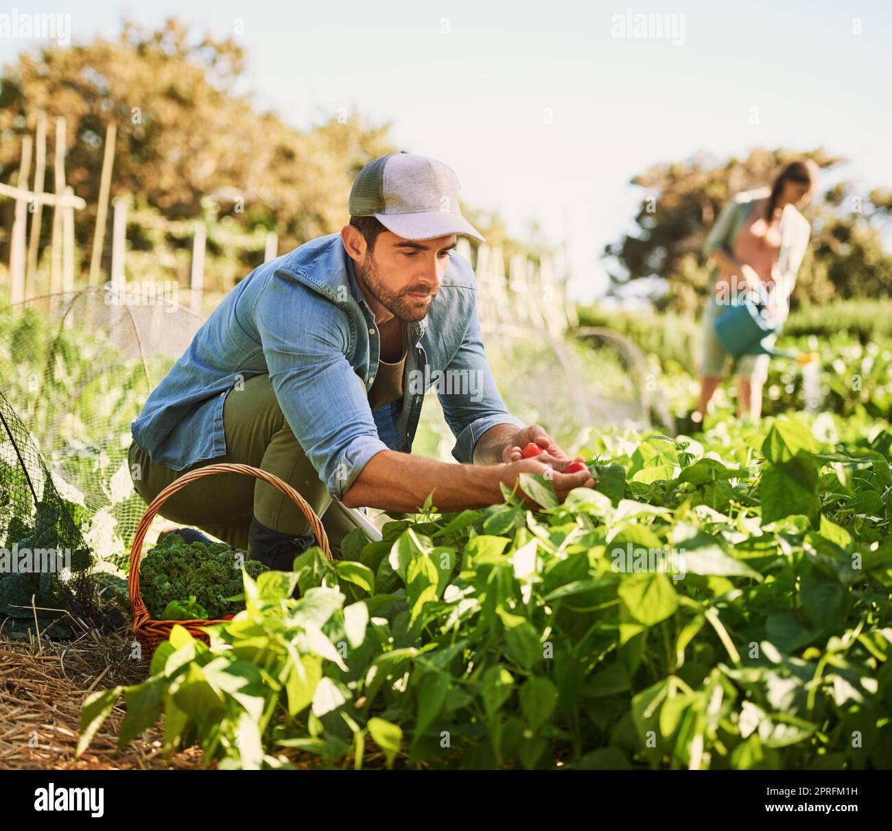 Zwei glückliche junge Bauern ernten gemeinsam Kräuter und Gemüse auf ihrem Bauernhof. Stockfoto