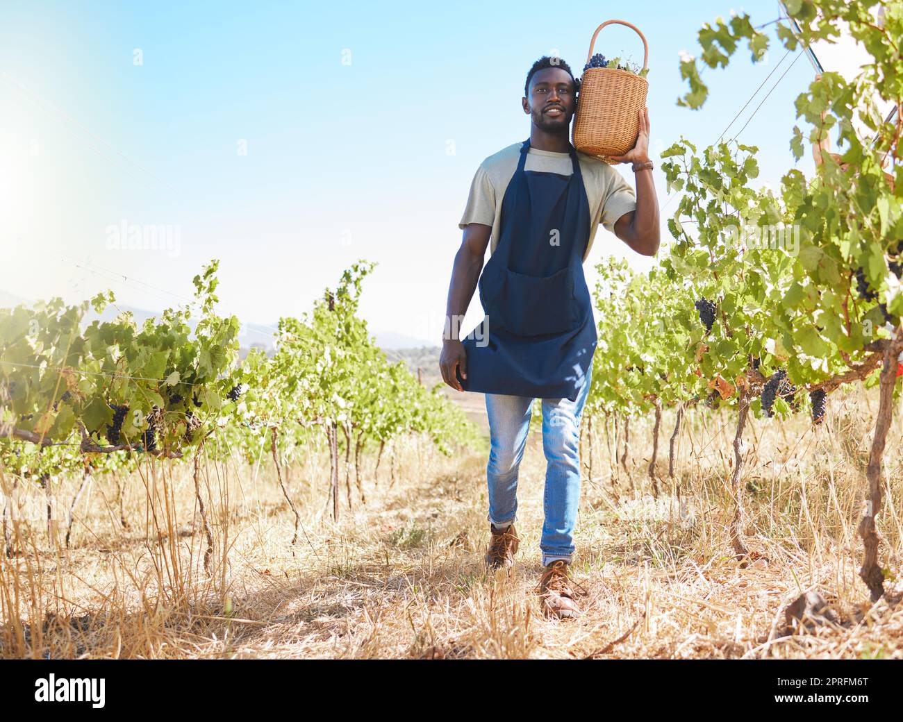 Bauernhof, Arbeiter und Wein eines Mannes, der im Sommer auf einem Weinberg im Freien Trauben bearbeitet oder sammelt. Landwirt im landwirtschaftlichen Wachstum, mit natürlichen gesunden Früchten für Einzelhandelsgeschäfte oder Geschäfte. Stockfoto