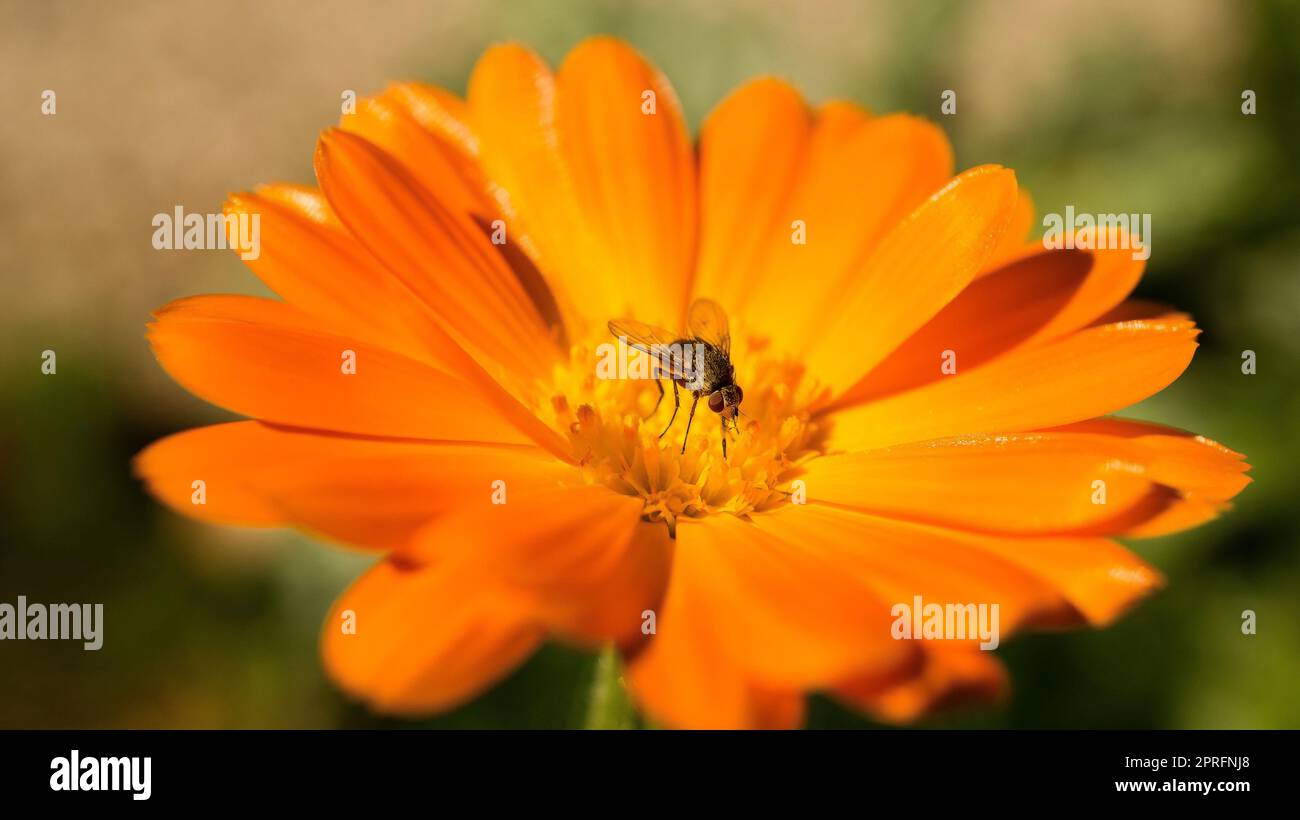 Nahaufnahme einer Blüte einer wunderschönen Blume. Detaillierte Einzelaufnahme Stockfoto