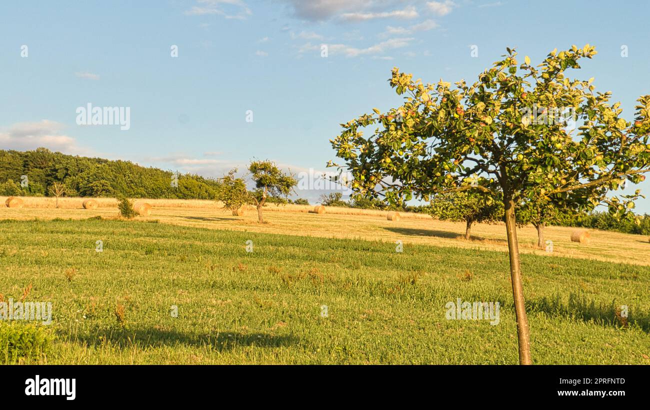 Apfelbäume auf einer Wiese vor einem Feld, auf dem sich Stroh ballen. Erntezeit Stockfoto