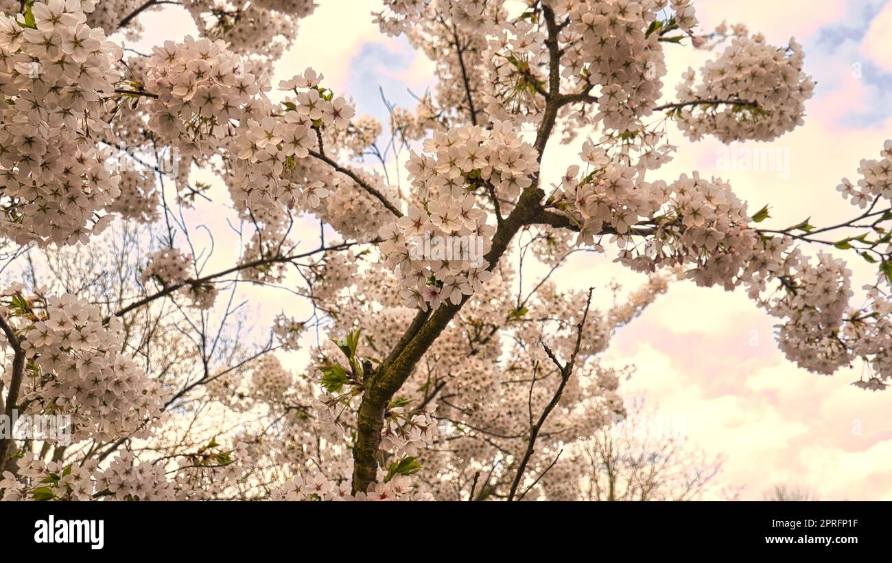 Kirschblüten im britzer-Garten in Berlin. Im Frühling sehen sie wunderschön aus Stockfoto