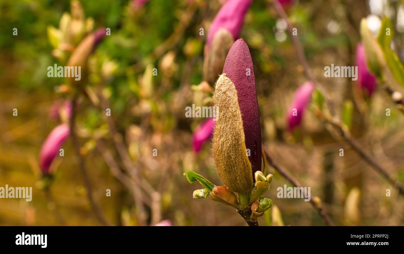 Magnolienbäume sind in der Blütezeit eine wahre Pracht. Ein Blickfang Stockfoto